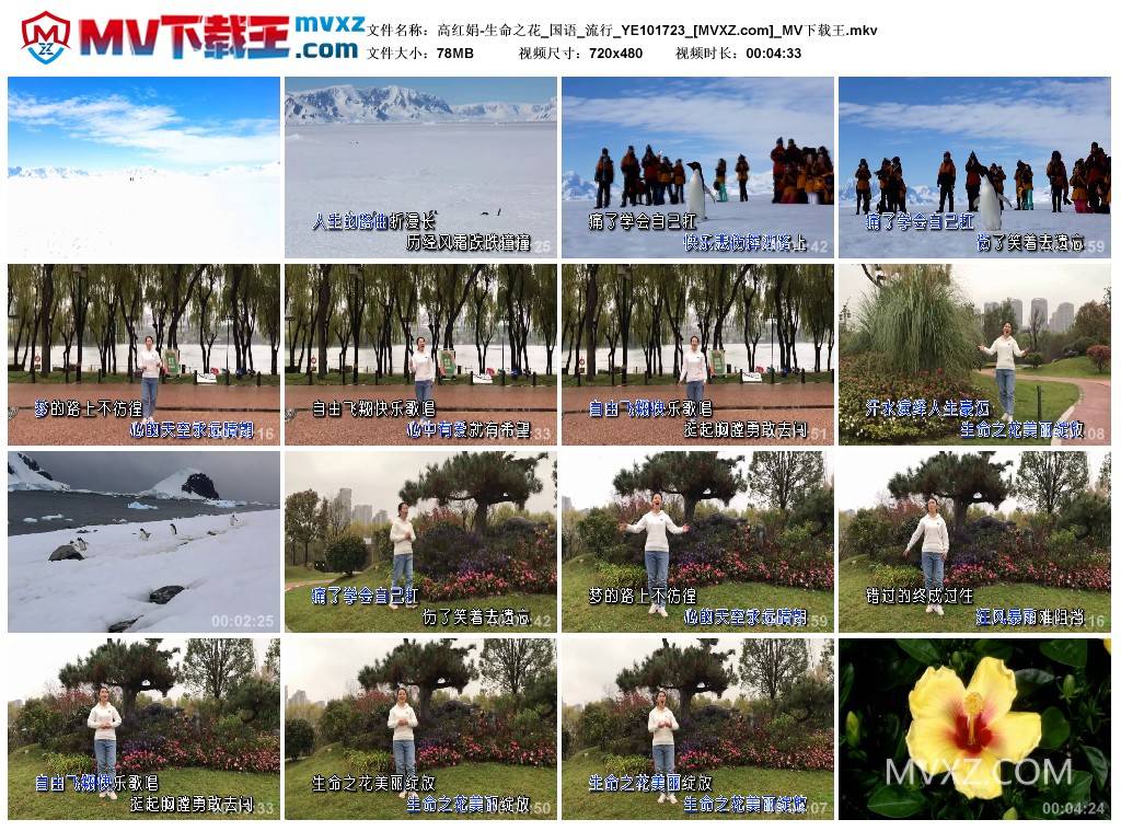 高红娟-生命之花_国语_流行_YE101723